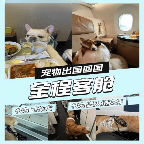 铜仁地区宠物托运到白俄罗斯宠物入境规定和要求